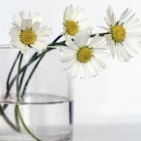 /album/a11/pomnenky-jpg/